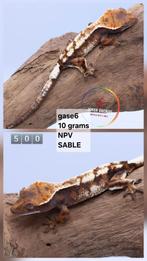 wimpergekko Correlophus ciliatus JOKERGECKOS, Dieren en Toebehoren, Hagedis, 0 tot 2 jaar