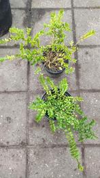 2 keer struik kamperfoelie, Ophalen, Overige soorten, Volle zon