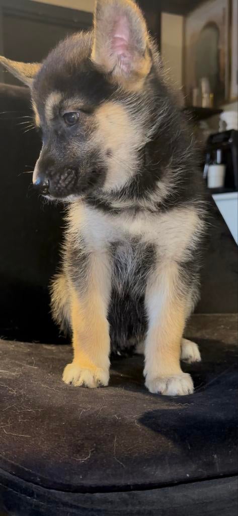 1 Duitse herder puppy te koop (teefje), Dieren en Toebehoren, 8 tot 15 weken, Teef, Parvo, Eén hond