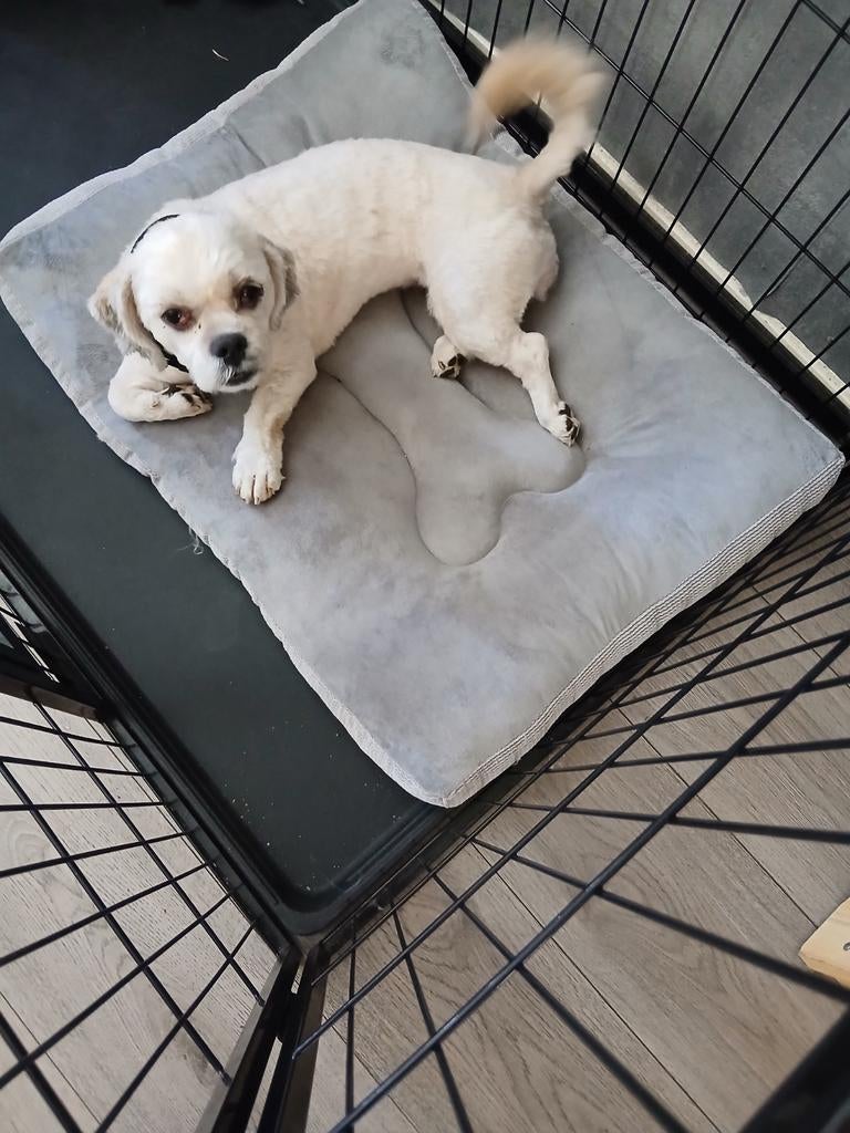 Lieve boomer hondje teefje, Dieren en Toebehoren, Honden | Niet-rashonden, Teef, Eén hond, Klein, 3 tot 5 jaar