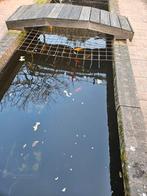 5 koikarpers , 3 goudvissen + jonkies, Karper of Koi