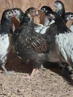 Kuikens barnevelder dubbelgezoomd, Dieren en Toebehoren, Pluimvee, Vrouwelijk, Kip