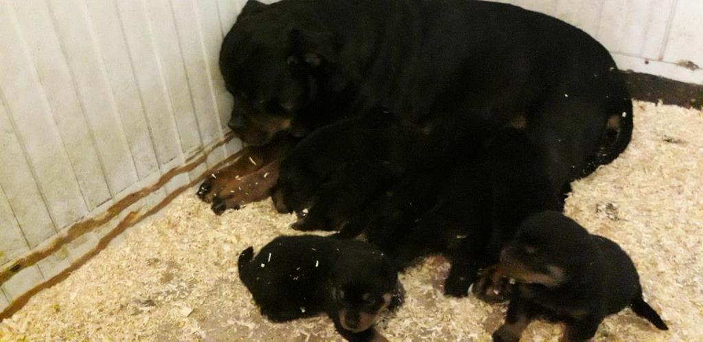 Rottweiler pups, Parvo, België, Particulier, 8 tot 15 weken