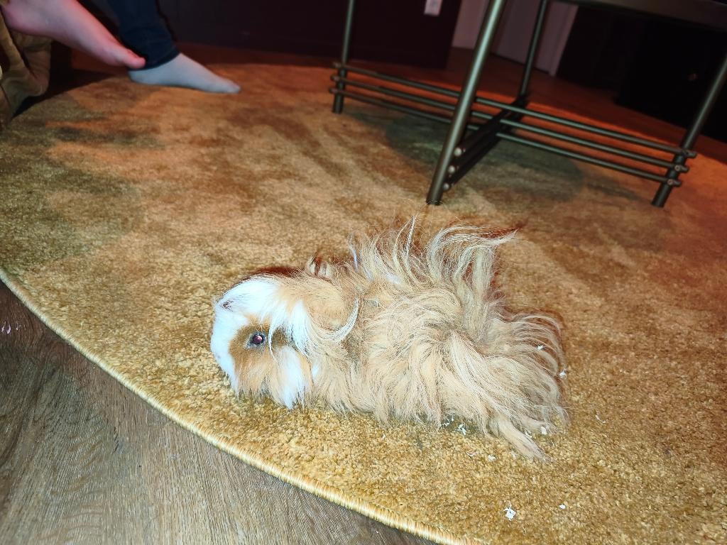 Cavia's, Dieren en Toebehoren, Knaagdieren, Cavia, Mannelijk, November, Tam