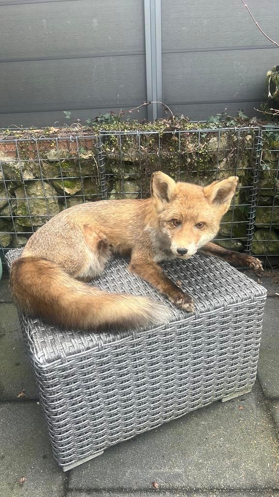Opgezette vos, Verzamelen, Ophalen, Zo goed als nieuw, Wild dier, Opgezet dier