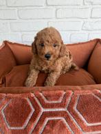 Abrikoos poedel pups, toy x dwerg, Dieren en Toebehoren, Poedel, Parvo, Nederland, 8 tot 15 weken