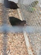 Groenvleugel duivin, Dieren en Toebehoren, Vogels | Duiven, Meerdere dieren, Overige soorten