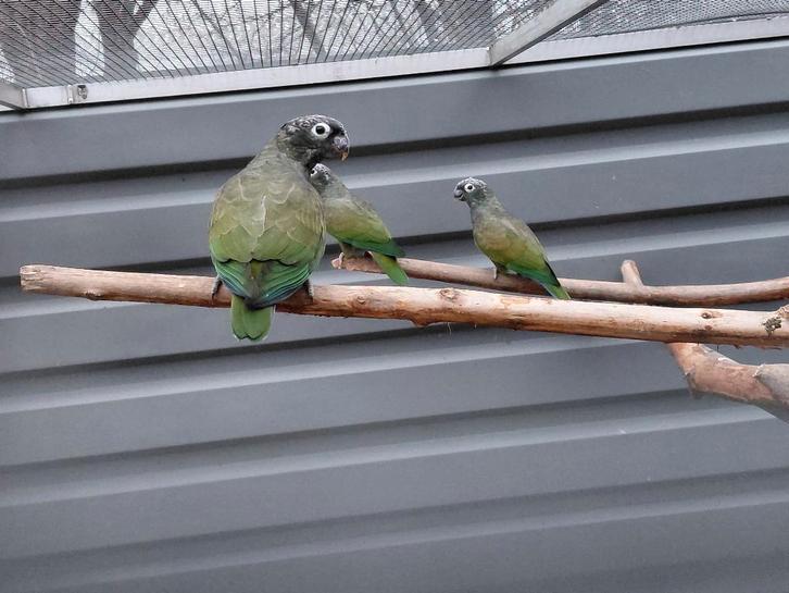 Pop Pionus Maximiliani-papegaai 2024., Dieren en Toebehoren, Vogels | Parkieten en Papegaaien, Papegaai, Vrouwelijk, Geringd