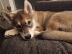 Wolfhond-Husky Puppy, Poolhond, Meerdere, Meerdere dieren, Nederland