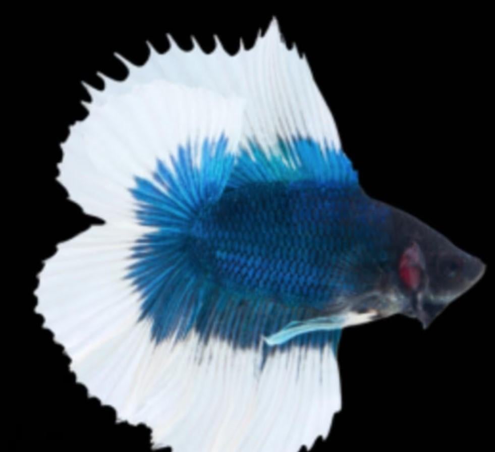 Betta - Plakat Halfmoon Fancy Double Tail - Koidreams, Vis, Zoetwatervis
