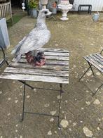 Hele mooie grote roofvogel, Ophalen, Zo goed als nieuw