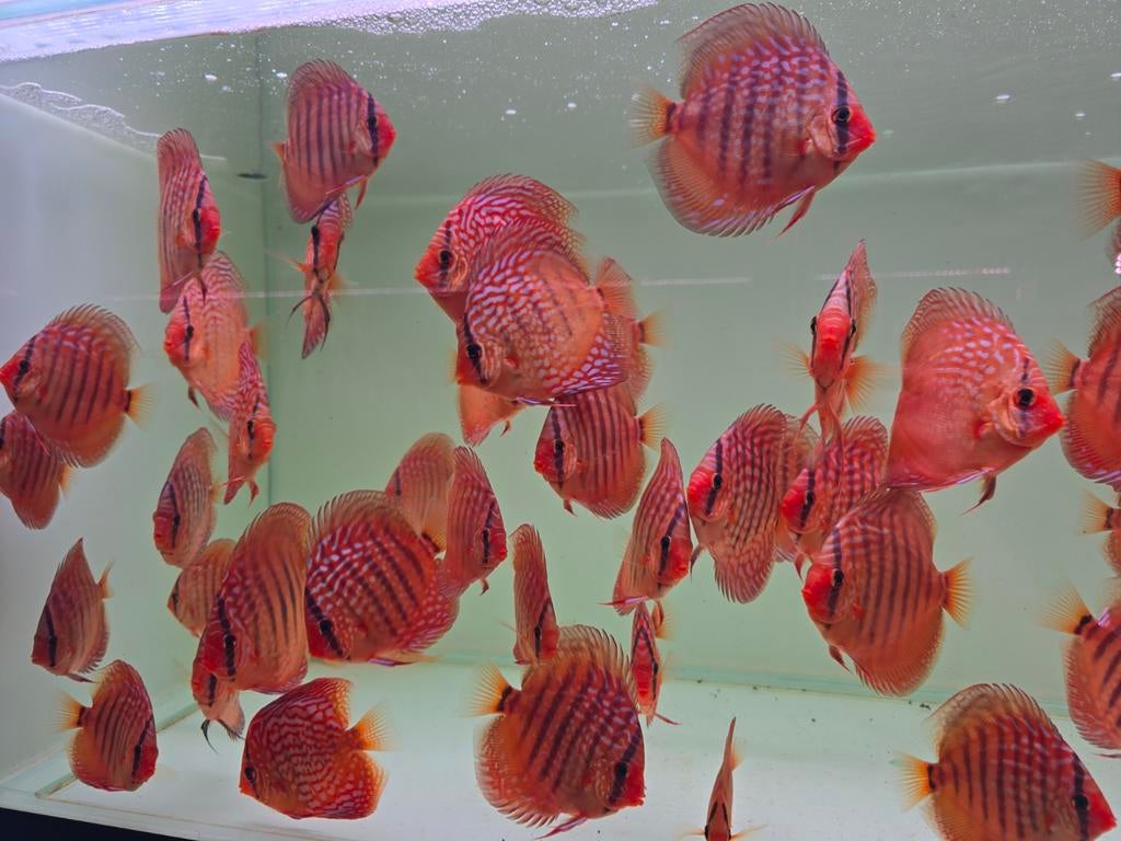 Discusvissen, Dieren en Toebehoren, Vissen | Aquariumvissen, Zoetwatervis, Vis, Schoolvis