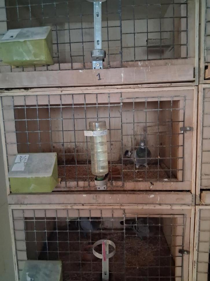 Te koop kweek box-broedhokken-broedbak, Dieren en Toebehoren, Vogels | Duiven, Postduif, Meerdere dieren