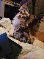 Chihuahua, Reu, Parvo, Eén hond, Chihuahua