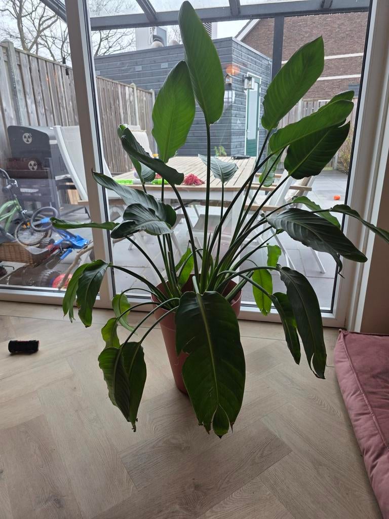 Strelitzia reginae, Huis en Inrichting, Ophalen, Halfschaduw, 200 cm of meer