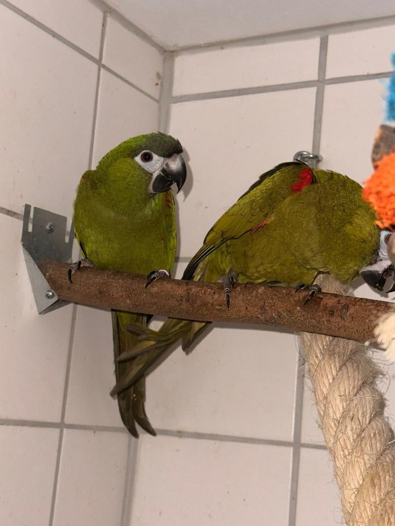 Koppel ara nobilis, Meerdere dieren, Papegaai, Geringd