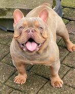 Bewezen Isabella cherrytan Franse Bulldog dekreu, Dieren en Toebehoren, België, Fokker | Hobbymatig, Reu, 8 tot 15 weken