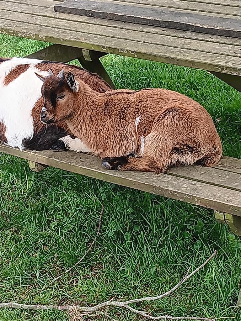 dwerggeit bokjes, Dieren en Toebehoren, Schapen, Geiten en Varkens, Mannelijk, Geit, 0 tot 2 jaar