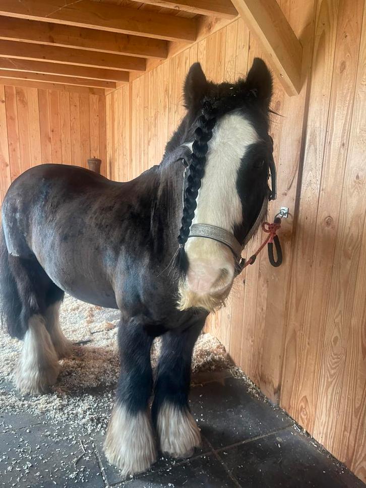 Super lieve bomproof tinker ruin te koop!, Dieren en Toebehoren, Pony's, Ruin