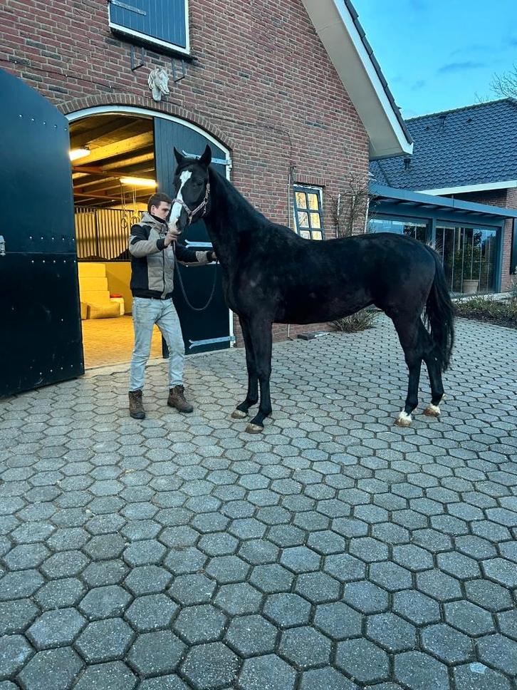 Fokmerrie/draagmerrie, Dieren en Toebehoren, Paarden, Merrie, Onbeleerd, 165 tot 170 cm, 3 tot 6 jaar, Met stamboom, Gechipt, Ontwormd
