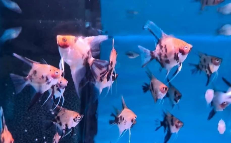 Maanvis XL - mix - Koidreams Valburg, Dieren en Toebehoren, Vis, Zoetwatervis