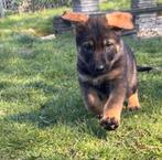 Duitse Herder puppy's, 8 tot 15 weken, Parvo, Meerdere, Meerdere dieren