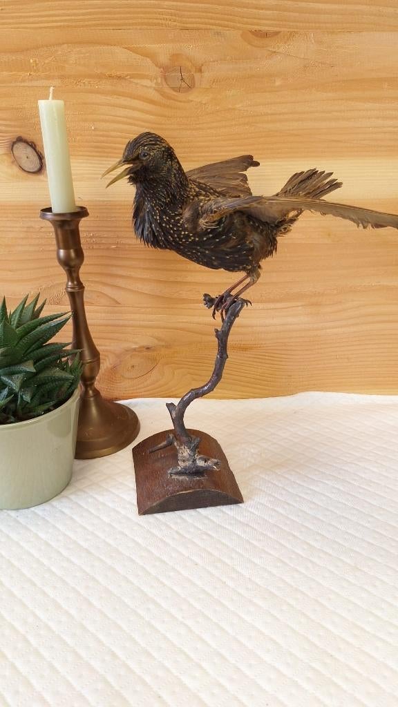 Taxidermie - opgezette spreeuw, Ophalen of Verzenden, Vogel, Opgezet dier