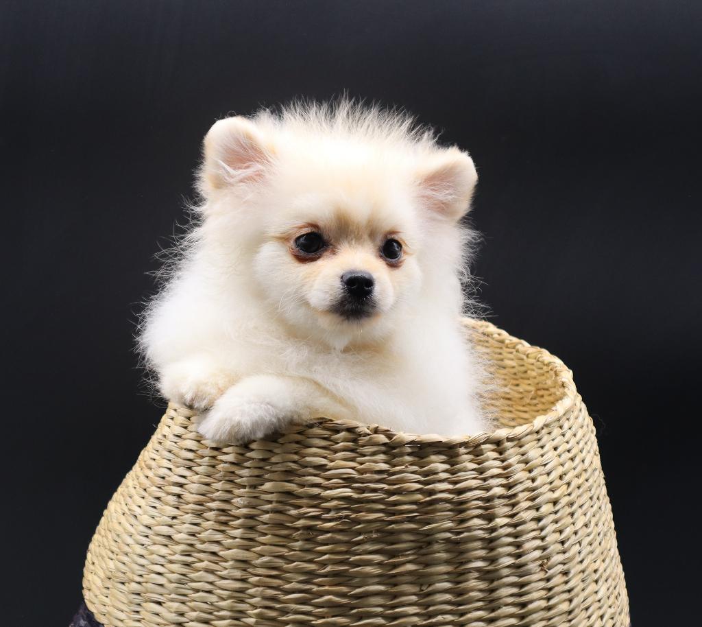 Cream Bearface Reutje Pomeriaan/Pomeranian Aanwezig in NL, Keeshond, Reu, 8 tot 15 weken, Buitenland