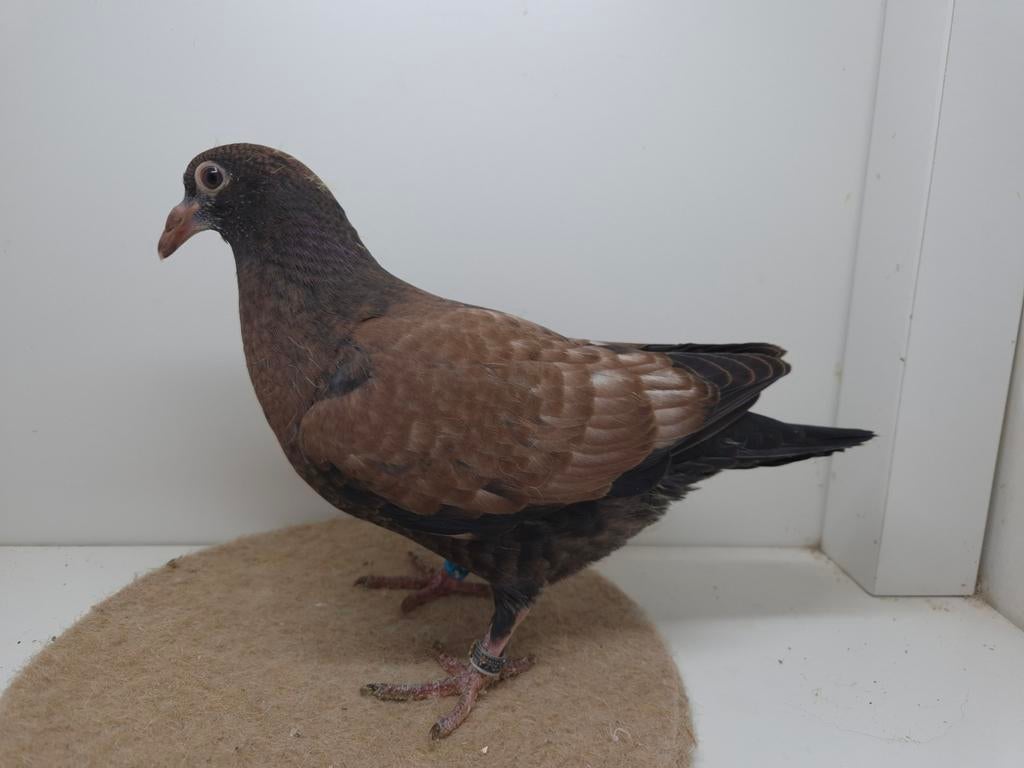 Kleurpostduif kleurpostduiven, Geslacht onbekend, Postduif