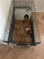 Cavia hok, Minder dan 60 cm, Gebruikt, Ophalen of Verzenden, Hok