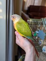 Baby pyrrhura's handtam, Meerdere dieren, Parkiet, Geringd