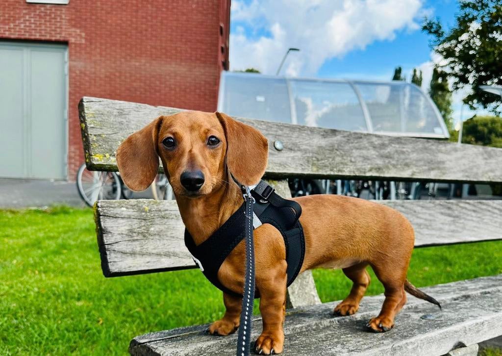 Teckel teefje 1 jaar, Dieren en Toebehoren, Honden | Teckels en Dashonden, 15 weken tot 1 jaar, Korthaar, Teef, Dwerg