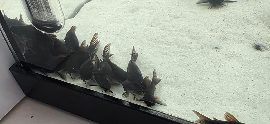 Corydoras Black Venezuela ( Schultzei) 50 stuks voor 50 euro, Vis