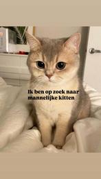 Kittens gezocht, Dieren en Toebehoren, Kater