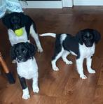 Supermooie FRIESE STABIJ x HEIDEWACHTEL pups, Parvo, Nederland, 8 tot 15 weken, Meerdere