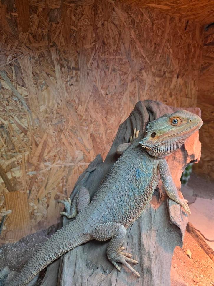 Baardagaam  red blue bar Bearded Dragon - unknown for sale from Bram Van de Groep