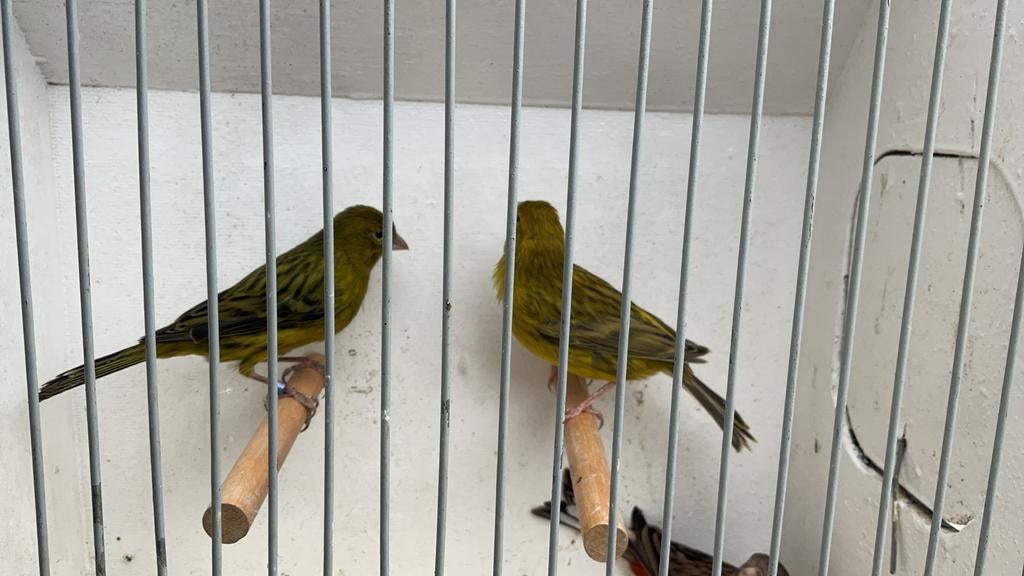 Te koop, Dieren en Toebehoren, Vogels | Kanaries, Kleurkanarie, Meerdere dieren