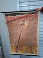 Poster anatomie / biologie vintage schoolplaat, Antiek en Kunst, Ophalen of Verzenden