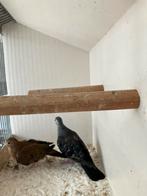 Blauwe grond duifjes, Dieren en Toebehoren, Meerdere dieren, Overige soorten