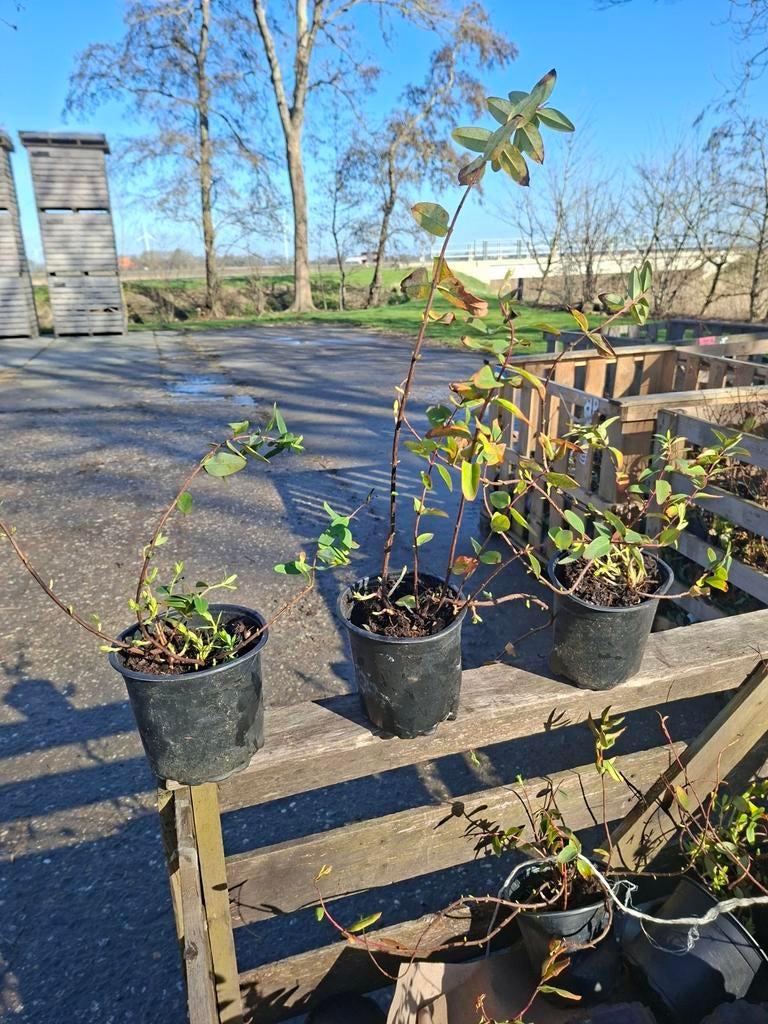 Hypericum Peter Dummer Hertshooi - Vaste Plant, Overige soorten, Volle zon, Vaste plant, Ophalen of Verzenden