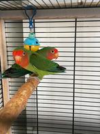 Agapornis Dwergpapegaai Lovebird Fischerie Roseicolle, Dieren en Toebehoren, Vogels | Parkieten en Papegaaien, Meerdere dieren