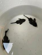 L181 kweektrio, Vis, Zoetwatervis