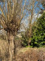 Gratis haardhout brandhout stookhout, Minder dan 3 m³, Ophalen