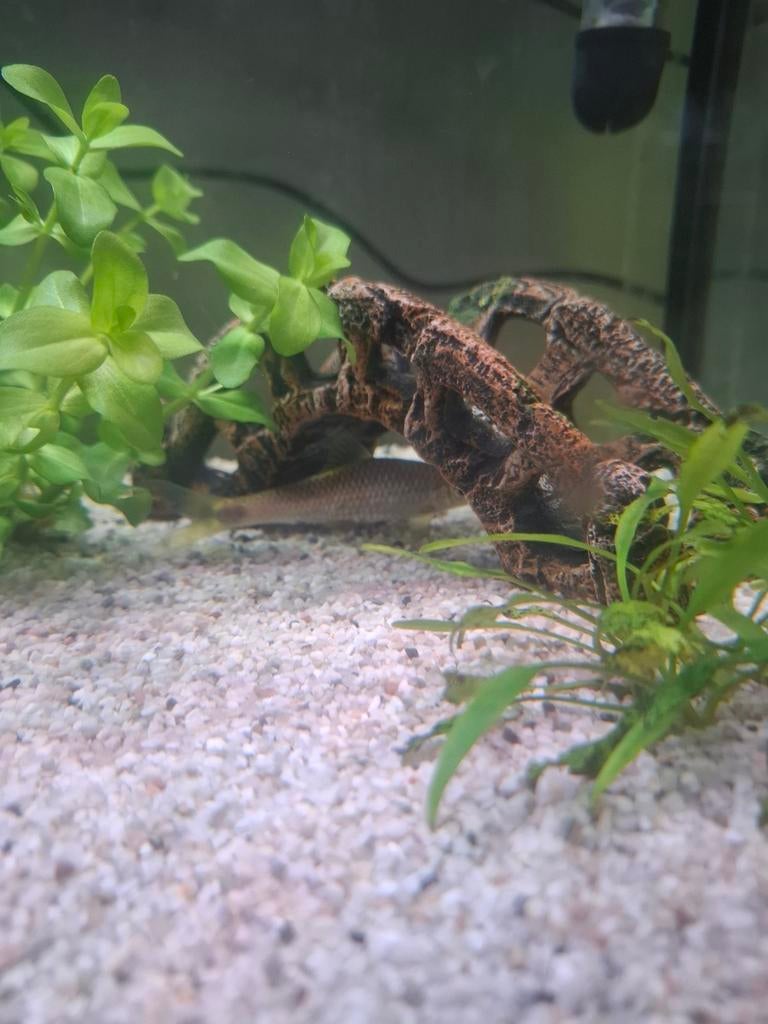 3 vissen gratis, Dieren en Toebehoren, Vis