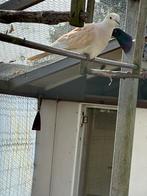 Lachduifje, Dieren en Toebehoren, Vogels | Duiven, Mannelijk, Postduif