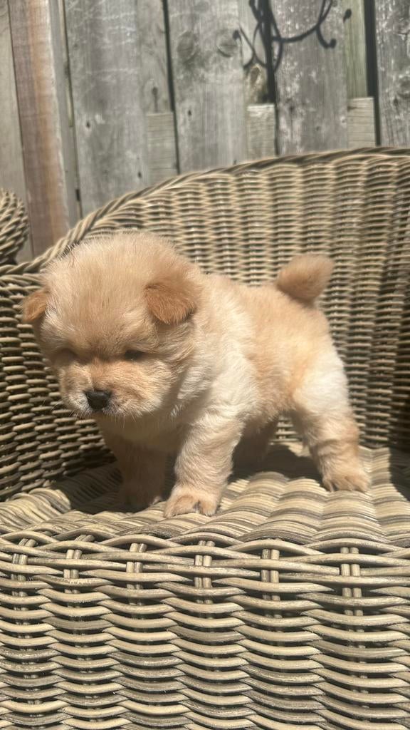 Chow chow pups nog 1 reu, Parvo, 8 tot 15 weken, Poolhond, Meerdere