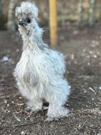 USA zijdehoen hanen, Dieren en Toebehoren, Pluimvee, Mannelijk, Kip