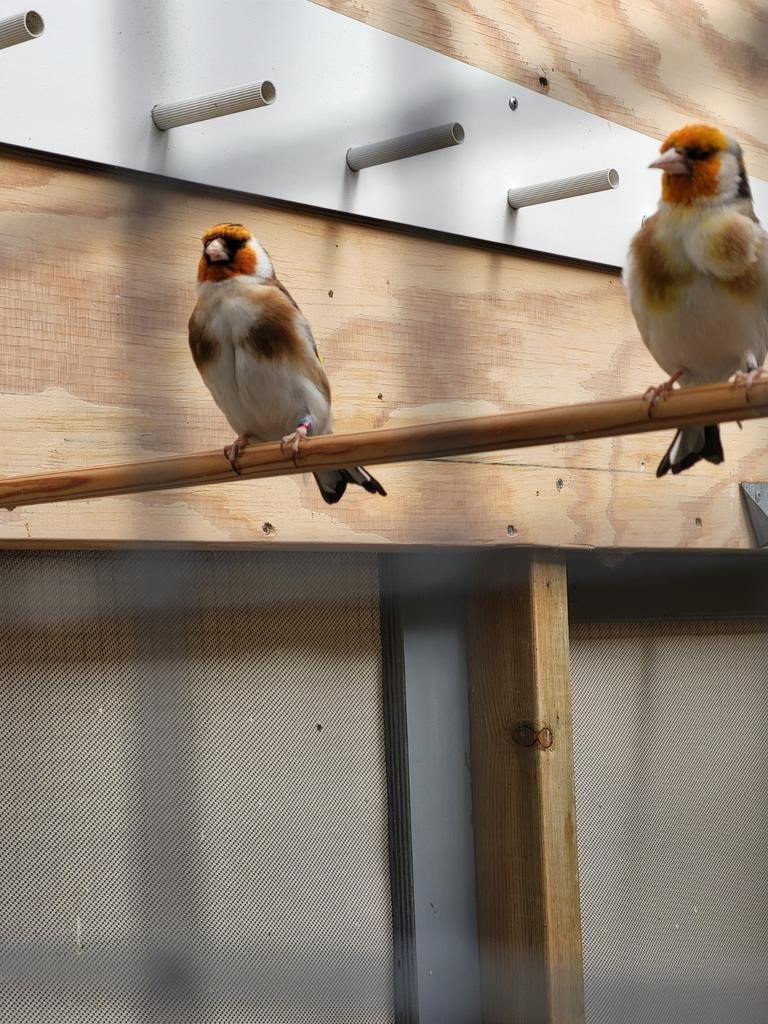 Majoor putters koppel, Dieren en Toebehoren, Vogels | Overige Vogels, Meerdere dieren, Wildzangvogel