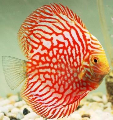 Discus golden Pantera Leopard ca 14 cm, Dieren en Toebehoren, Vissen | Aquariumvissen, Zoetwatervis, Vis