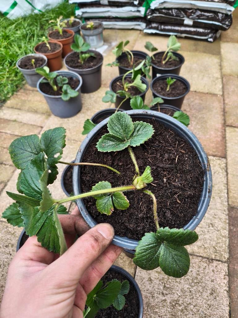 Aardbei stekjes nog 20 stuks beschikbaar, Ophalen, Overige soorten, Volle zon